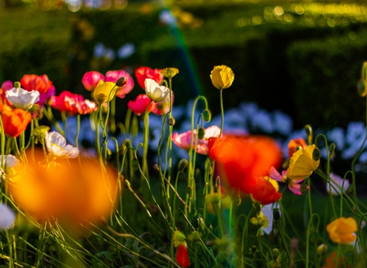 img-Landscape-Plants