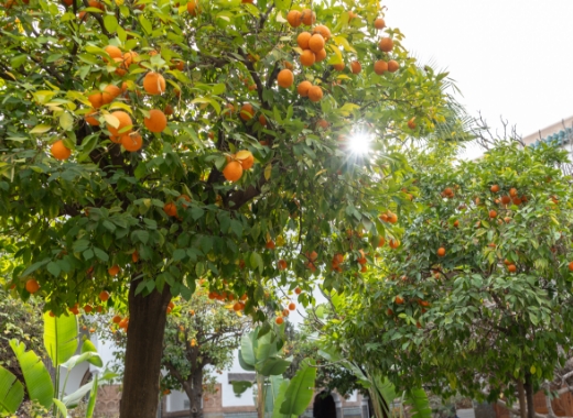 img-fruit-and-nut-trees