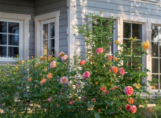 img-s4-Roses