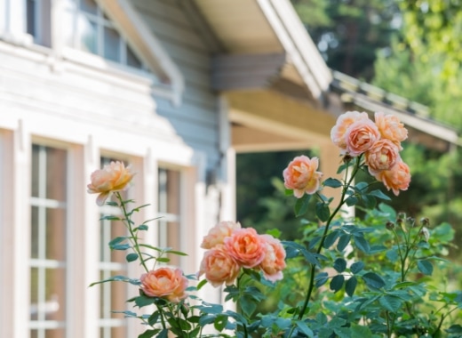 img-s5-Roses-4
