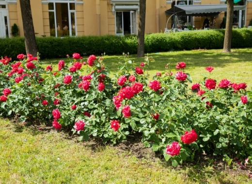 img-s5-Roses-5