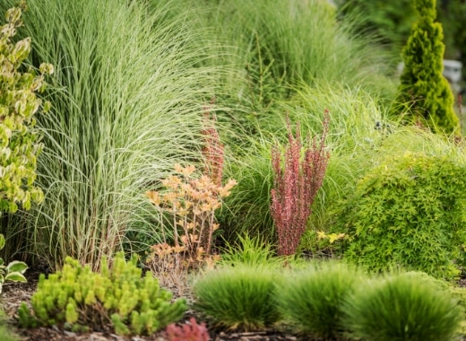 img-s6-Landscape-Plants-3