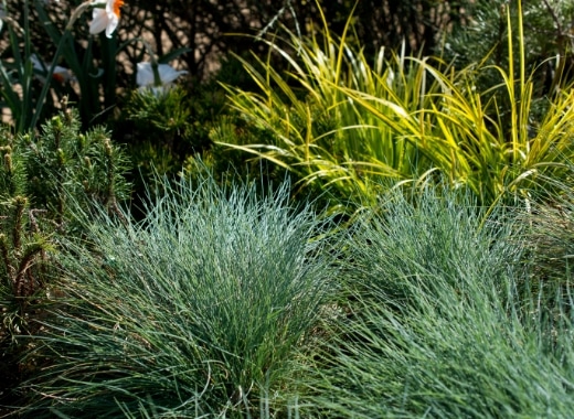 img-s6-Landscape-Plants-4