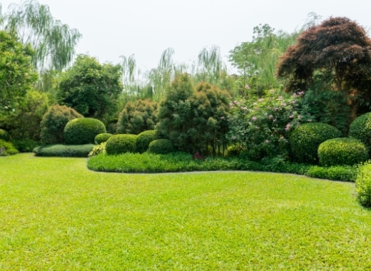 img-s6-Landscape-Plants-january