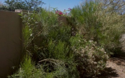 How to Protect Your Home From Wildfire in Phoenix, AZ