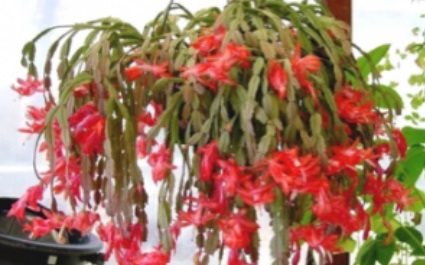 December Plant and Critter of the Month