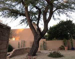 Leave Your Tree Removal to a Professional Team