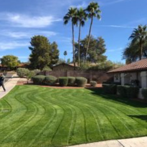 Rejuvenating Your Lawn for the Summer
