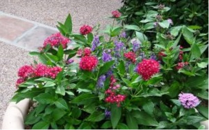 Adding Color to Your Arizona Summer Landscape