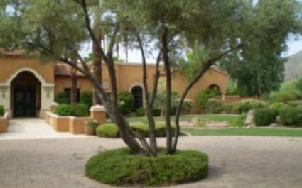 Managing Your Olive Trees