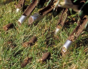 grass-aeration