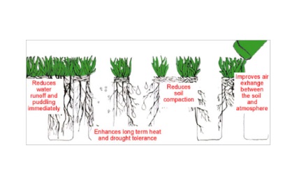 The Benefits of Lawn Aeration in Phoenix, AZ