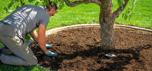 sideimg-professional-tree-installation