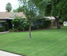 LARGE GRASS FRONT YARD #5