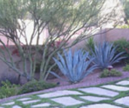 SIDE YARD LANDSCAPE #6