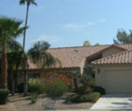 PALM TREE LANDSCAPING #12