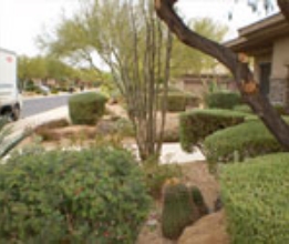 LANDSCAPE WITH SHRUBS #15