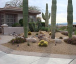 CACTI LANDSCAPE #24