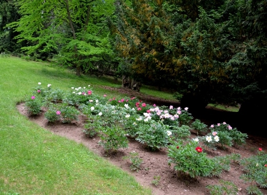 img-s5-Roses-1