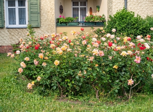 img-s5-Roses-2