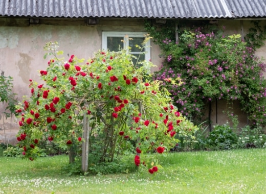 img-s5-Roses-3