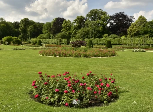 img-s5-Roses