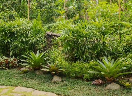 img-s6-Landscape-Plants
