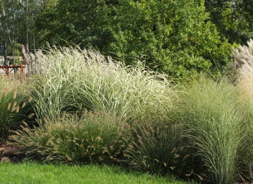 img-s6-Landscape-Plants