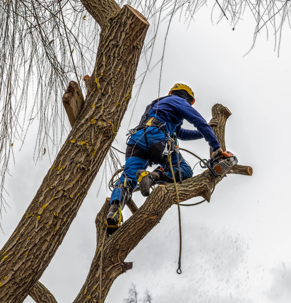 Roped-in climber working on a large trunk during a tree removal