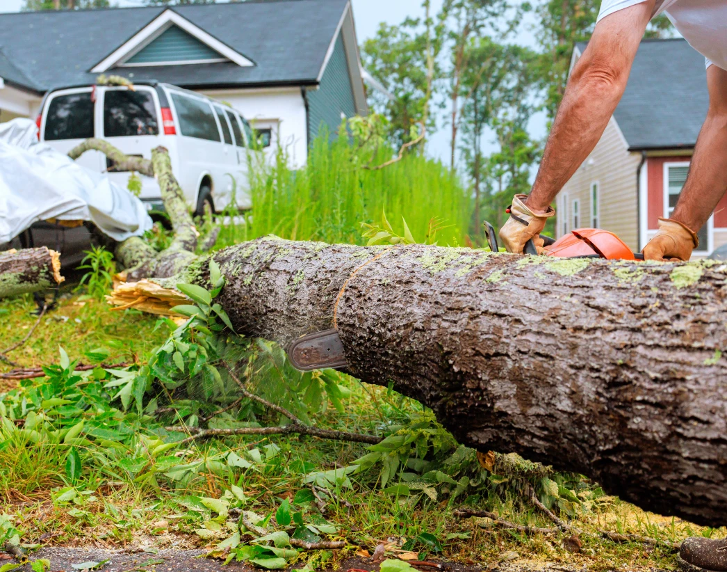 Cut trunk sections on a lawn after a tree removal beside a home