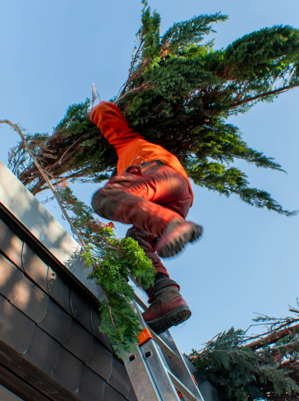 Crew member in safety gear cutting the crown off a tall palm tree